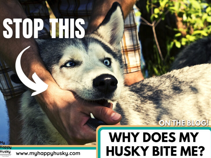 Why Does My Puppy Always Bite Me