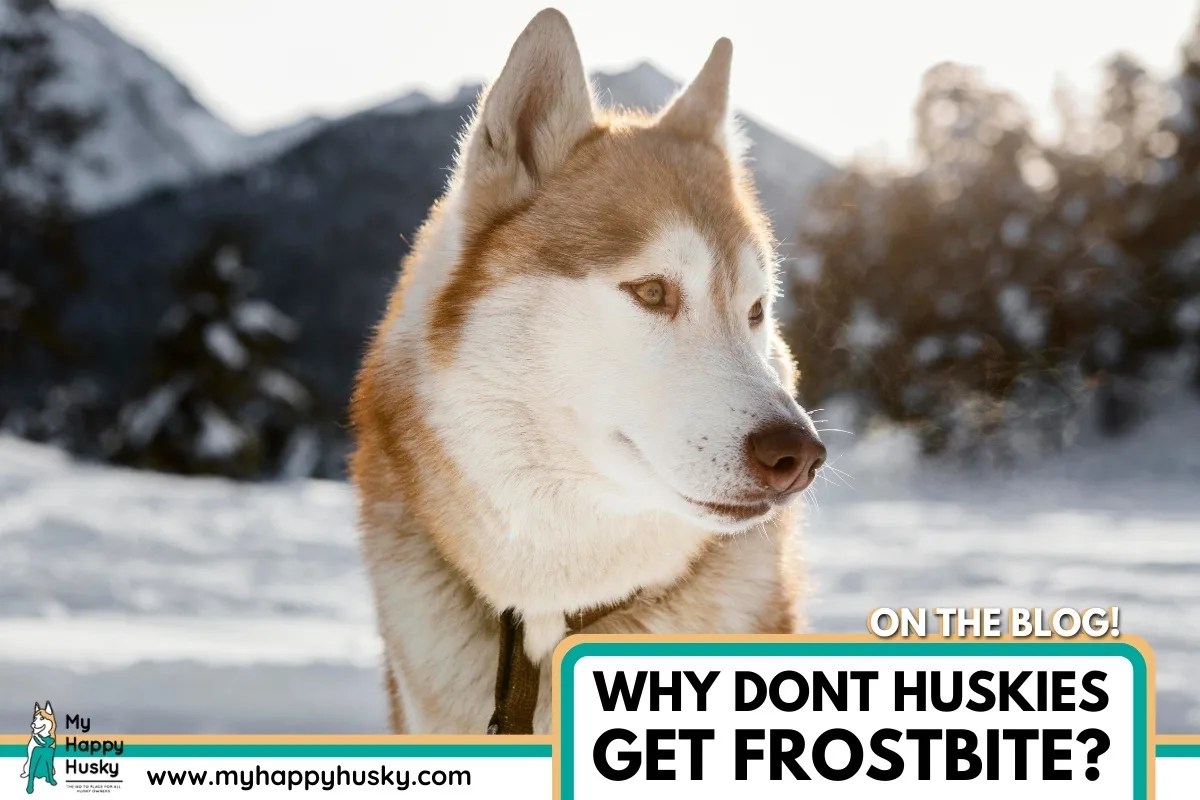 Why Don’t Huskies Get Frostbite? My Happy Husky