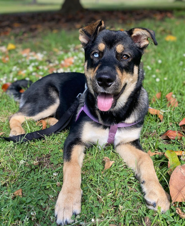 The Complete Husky Mix Price Guide 2024 (20 Mixes!) My Happy Husky