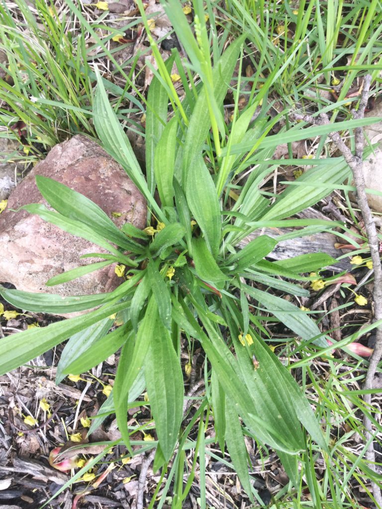 Spring Foraging 5 Ways to Use Plantain My Healthy Homemade Life