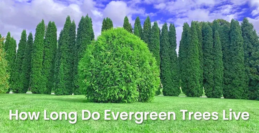 How Long Do Evergreen Trees Live? My Heart Lives Here
