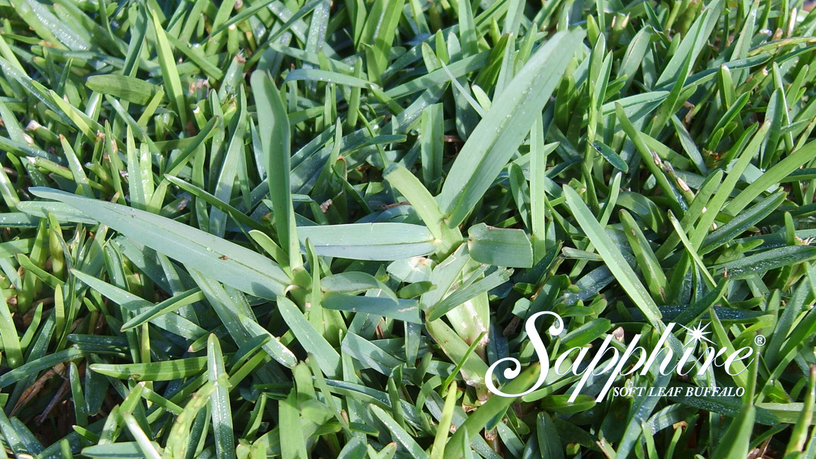 Sapphire® Buffalo Grass myhomeTURF