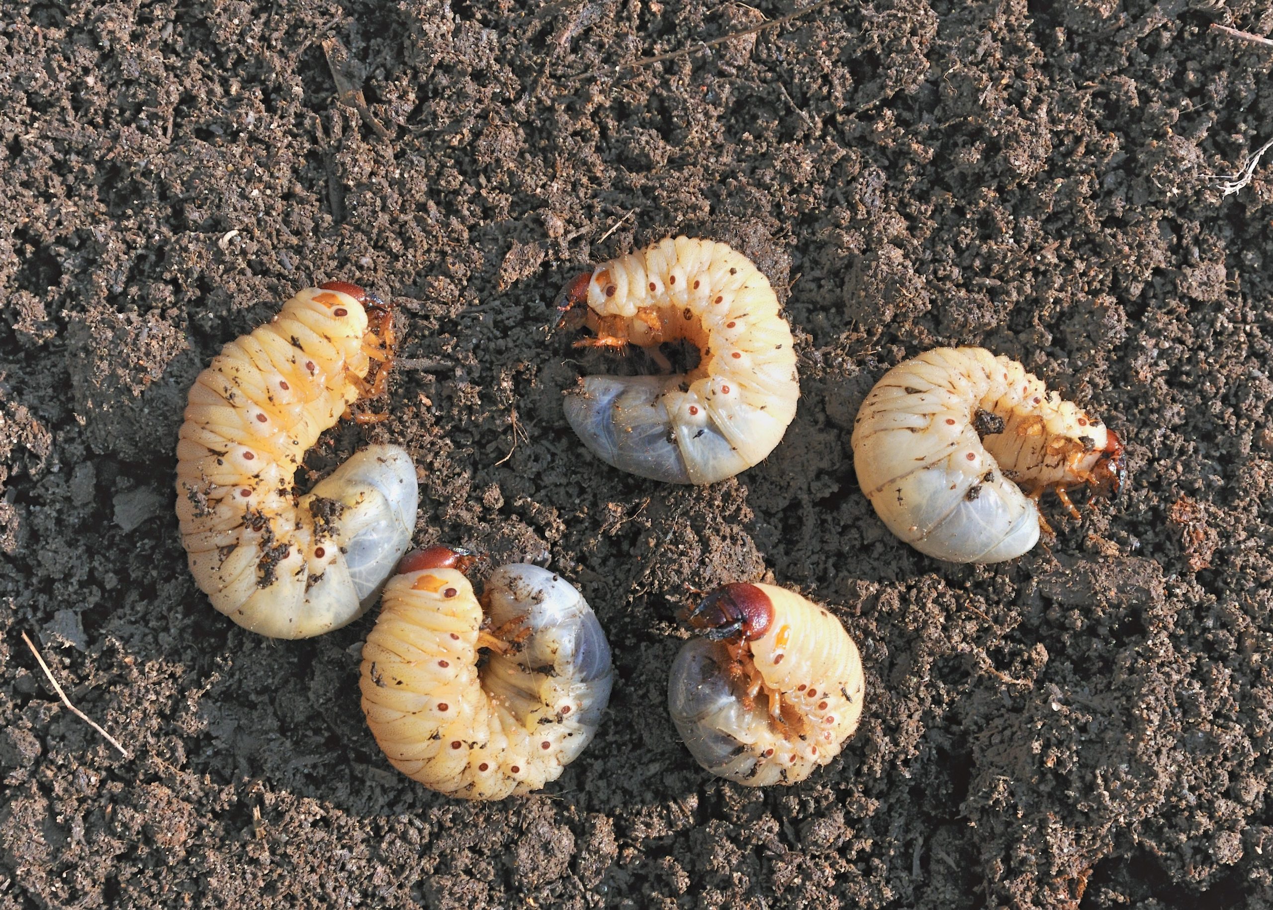 How to Get Rid of White Curl Grubs in Your Lawn myhomeTURF