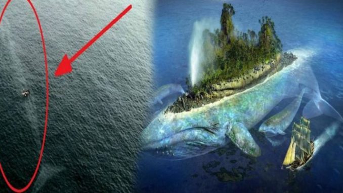 54 Gambar Ikan Nun Paling Hist - Gambar Pixabay