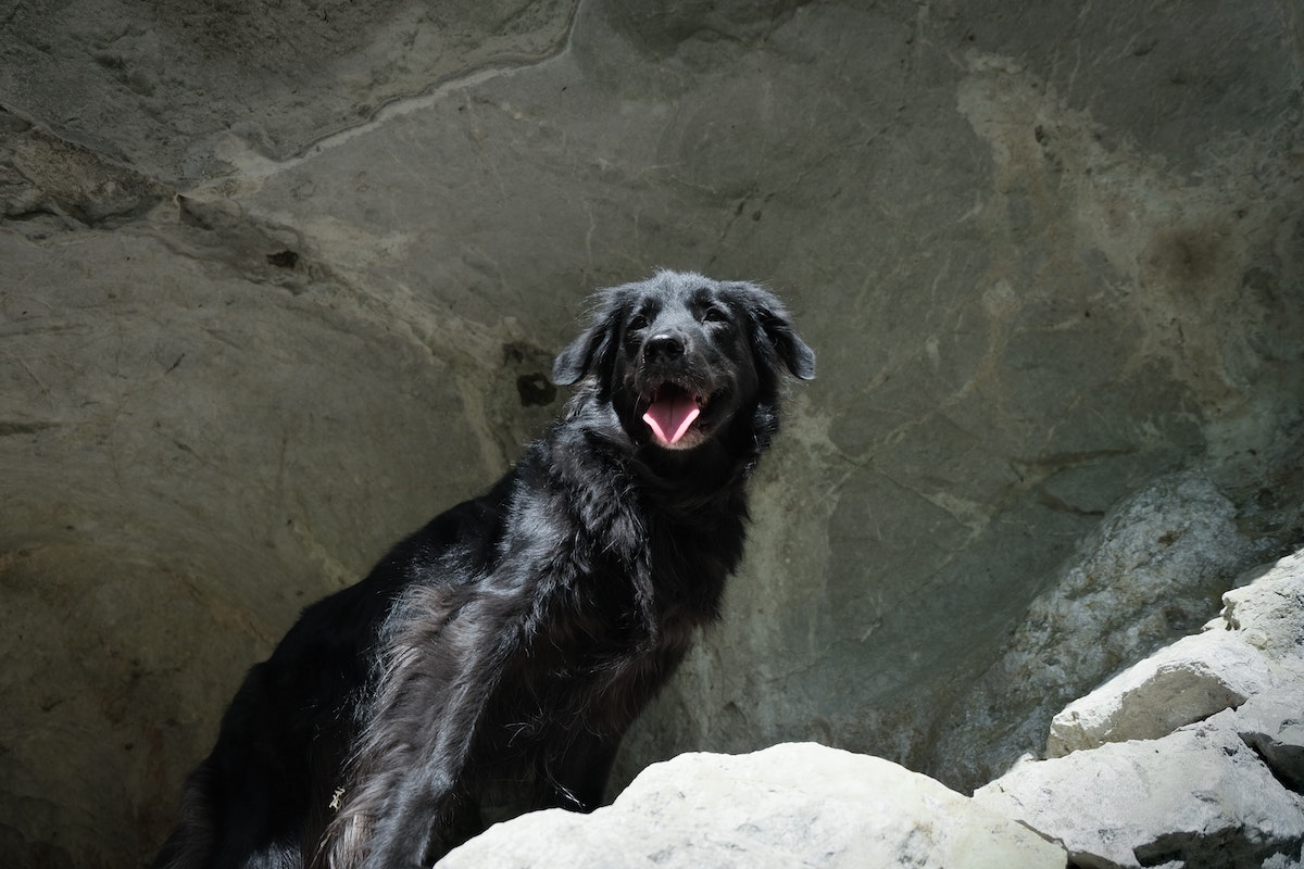 The Most Famous Caves and How to Travel to Them with Your Dog My In