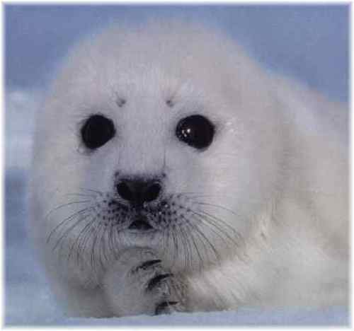 10 Interesting Seal Facts My Interesting Facts