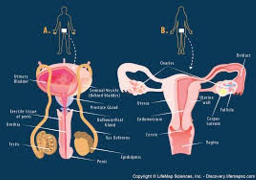 Human Reproductive System Male