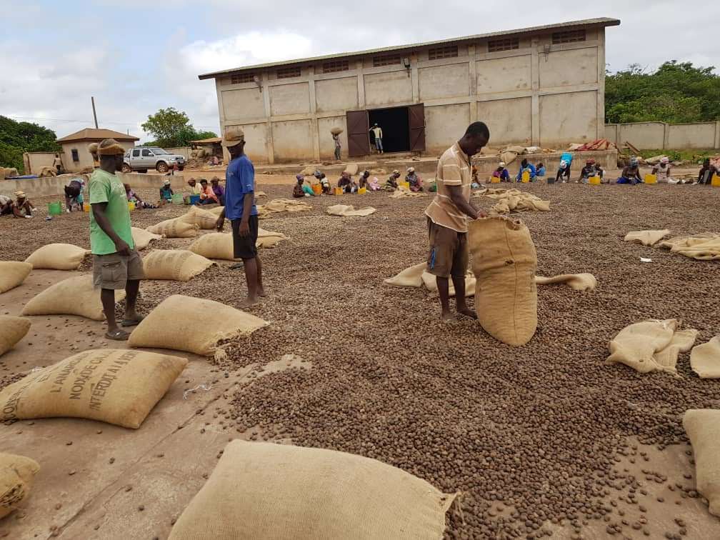 Ghana’s cashew sector expected to flourish in 2024 Experts
