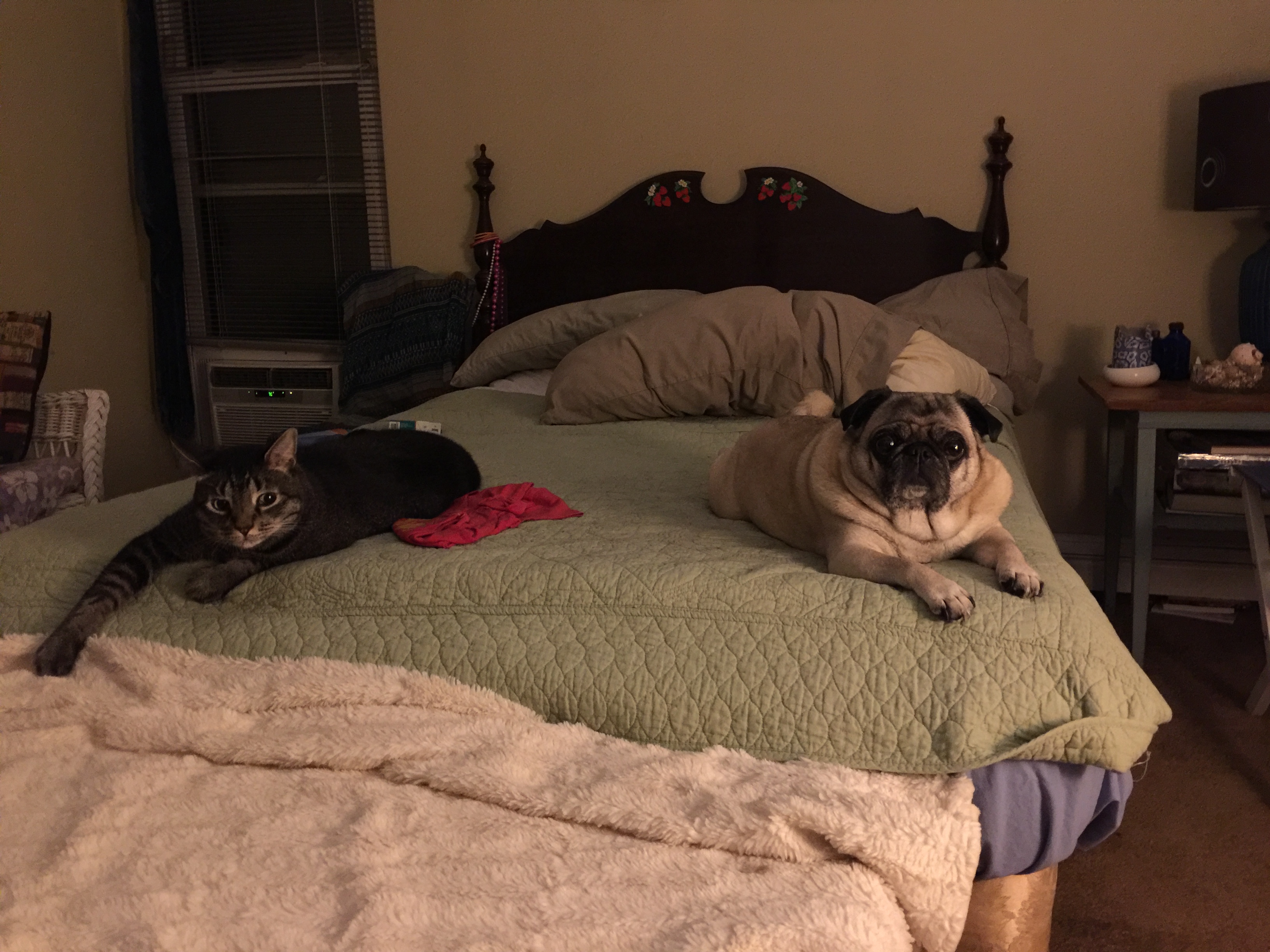 cat and dog in same house My Kitty CareMy Kitty Care