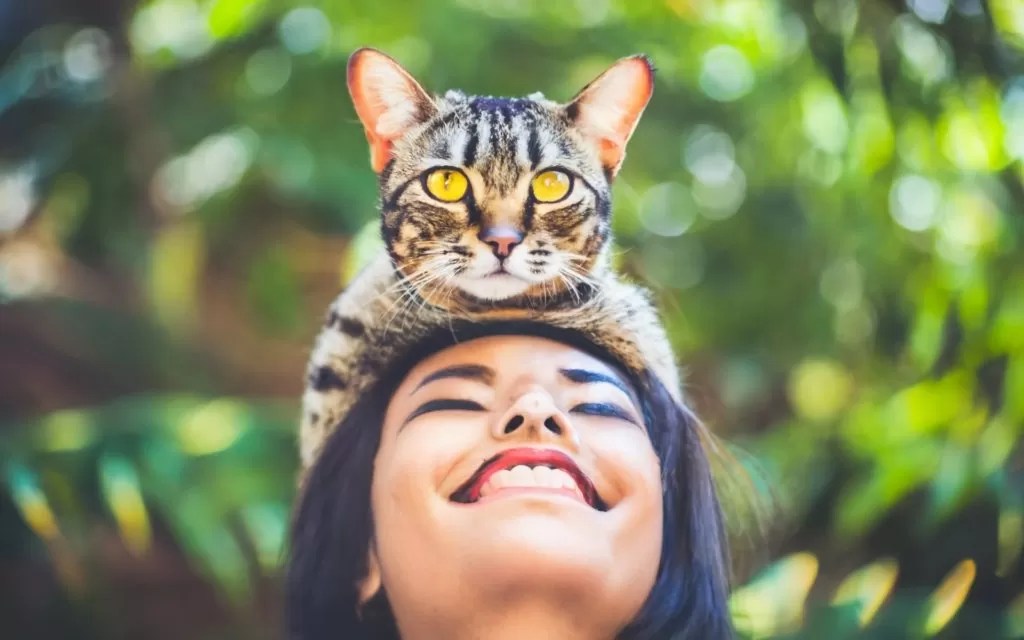 Why Does My Cat Sleep Above My Head? (And How to Stop It) My Kitty Cat