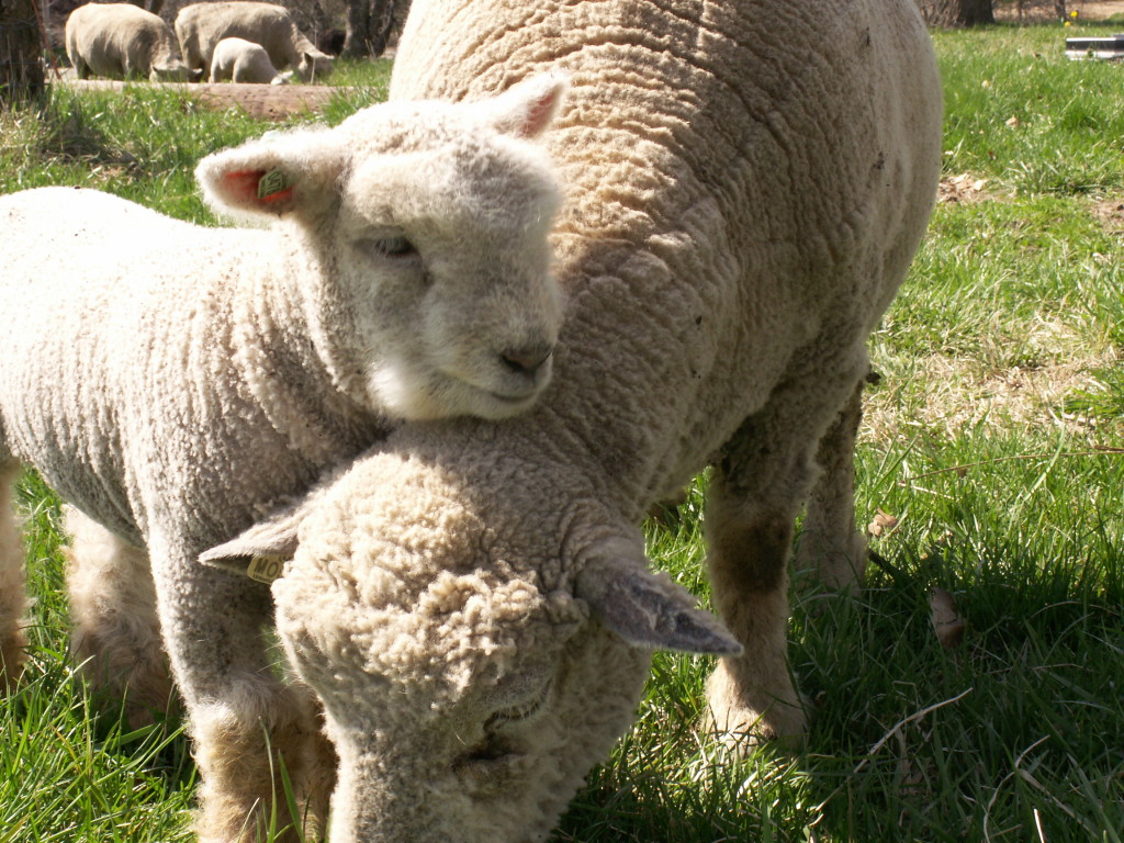 Your First Lambs My Little Sheep