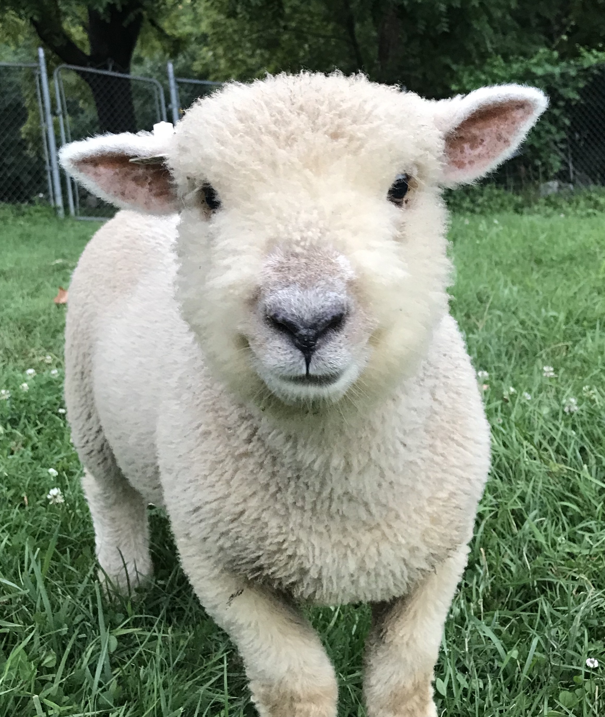 Your First Lambs My Little Sheep