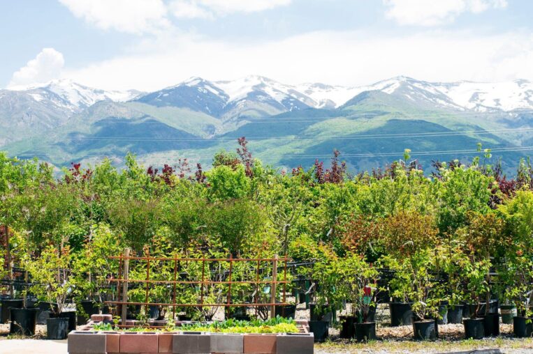 Turn Your Thumbs Green with these Local Garden Centers My Local Utah