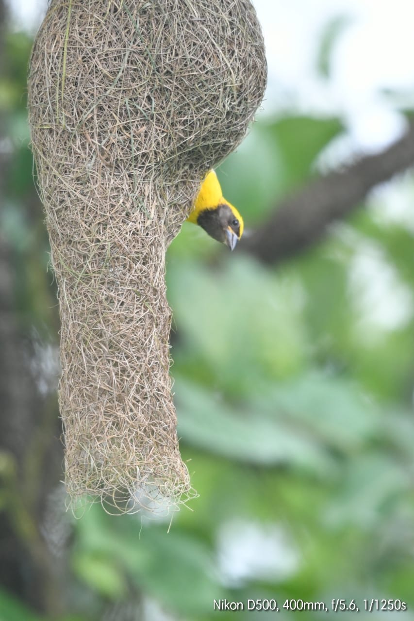 Weaver bird nest making at Bhandup pumping station