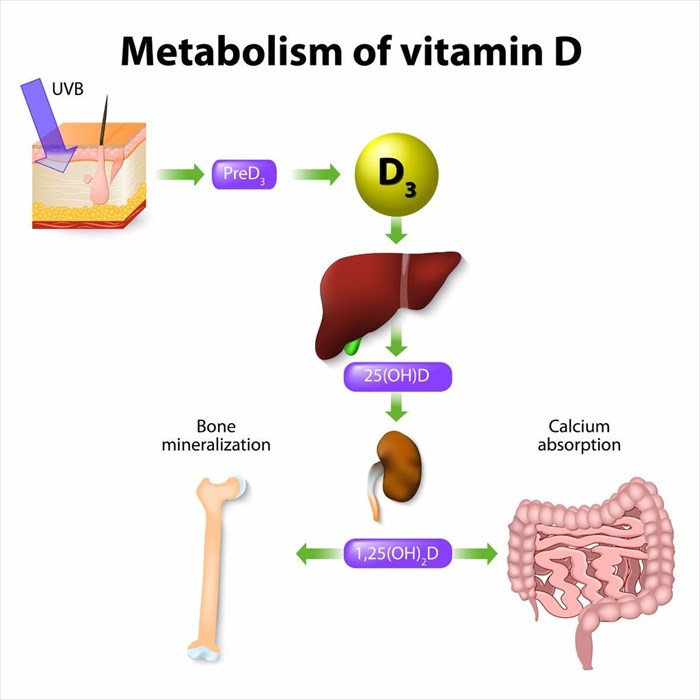 Vitamin D What Is It Used For