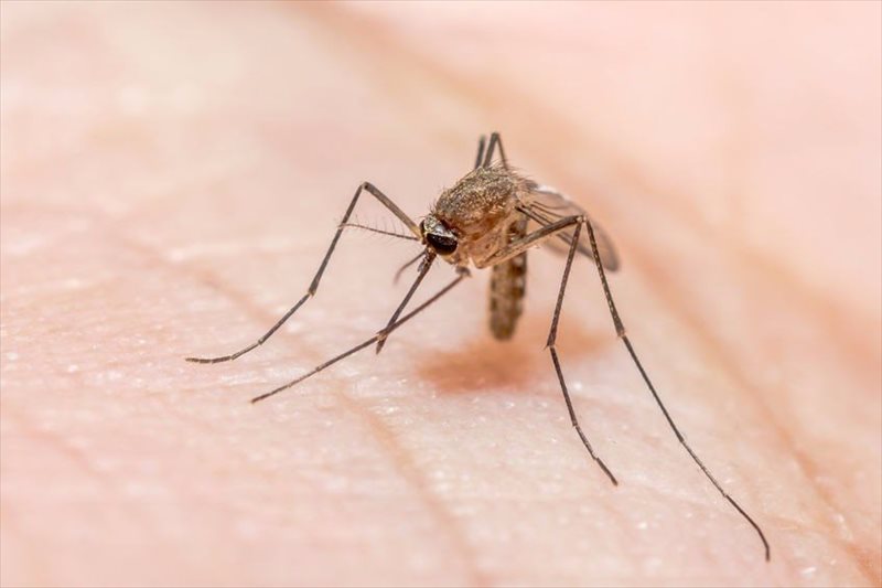 Malaria causes, symptoms and treatment