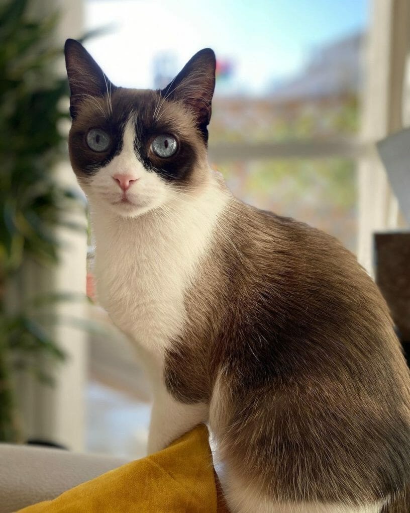 Are Snowshoe Cats Expensive? (3 Things to Know Before Purchasing) MyMoggy