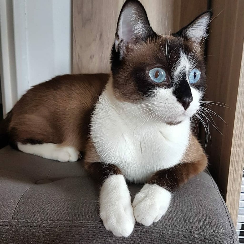 Are Snowshoe Cats Expensive? (3 Things To Know Before Purchasing) - Mymoggy