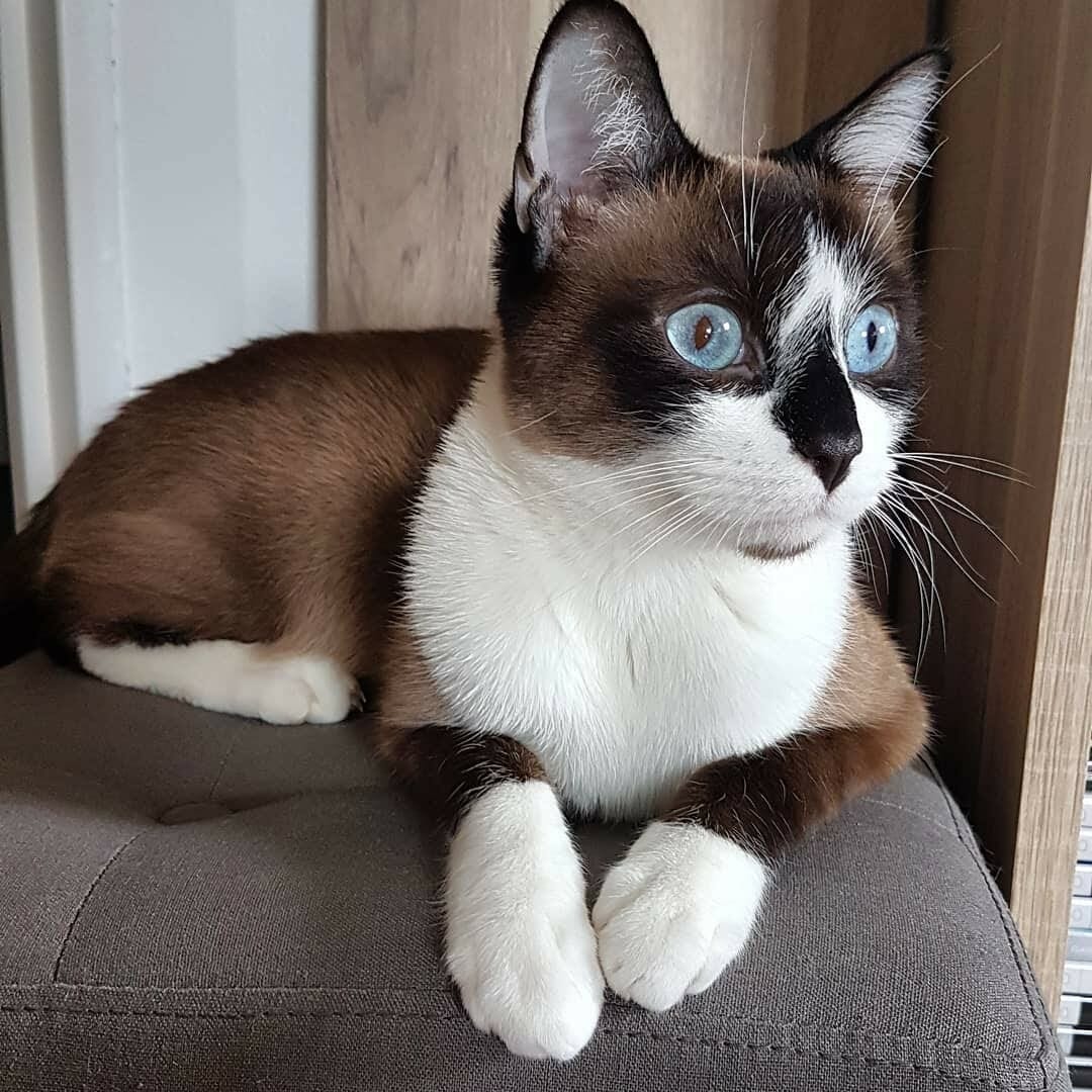 Are Snowshoe Cats Expensive? (3 Things to Know Before Purchasing) MyMoggy