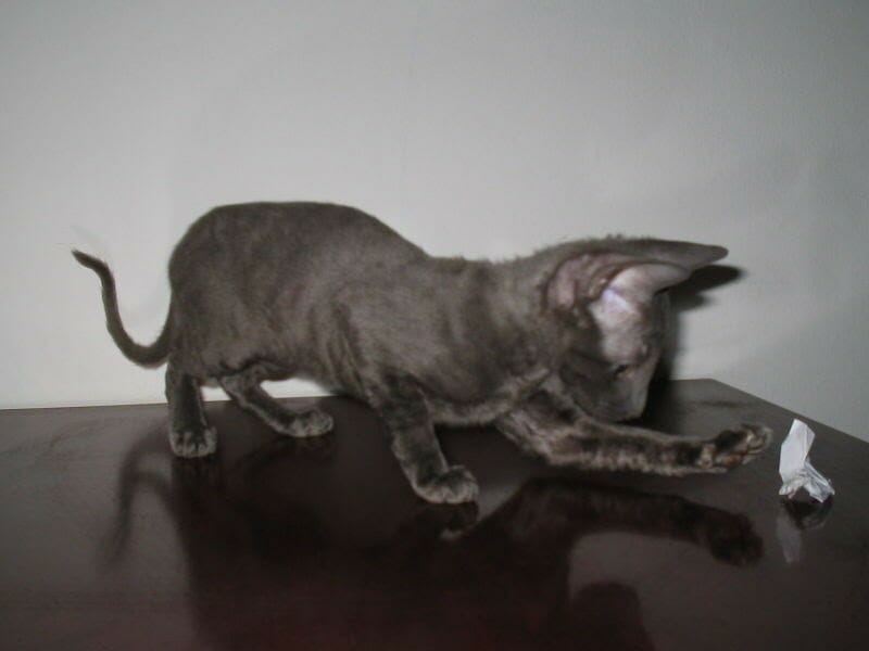 How Long Do Cornish Rex Cats Live MyMoggy
