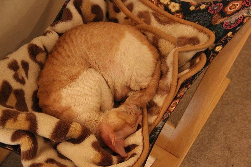 How Long Do Cornish Rex Cats Live MyMoggy