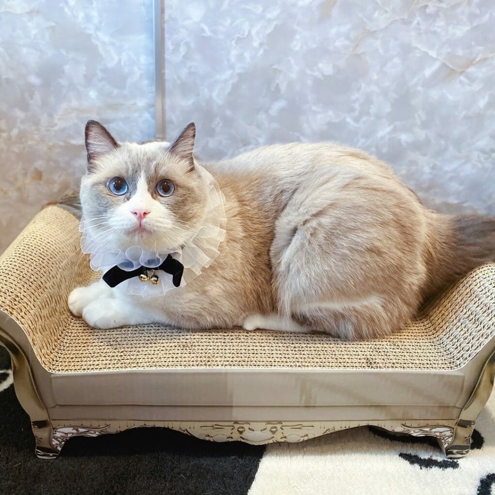 Are Snowshoe Cats Hypoallergenic? (8 Tips for Allergic Families) MyMoggy