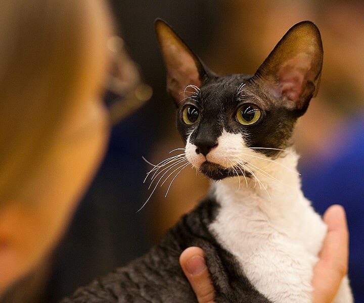 How Long Do Cornish Rex Cats Live MyMoggy