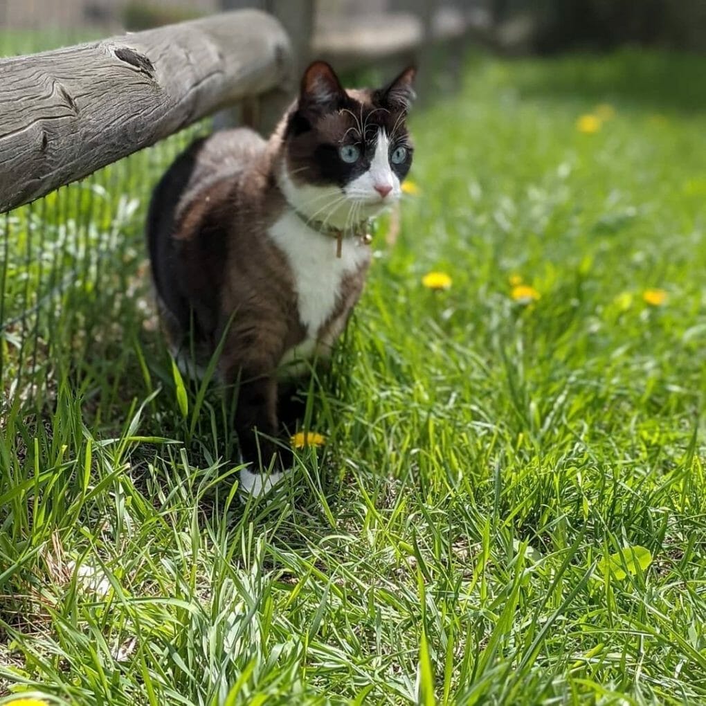 Snowshoe Cat 101 The Essential Guide MyMoggy