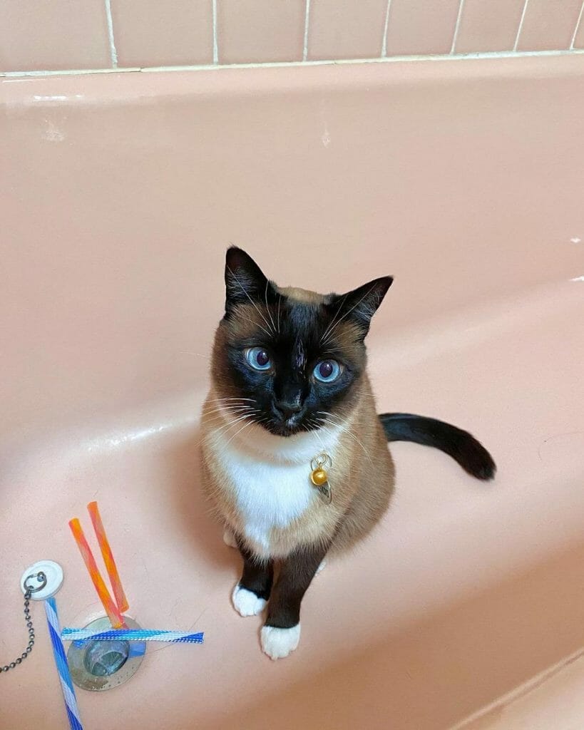 Snowshoe Cat 101 The Essential Guide MyMoggy