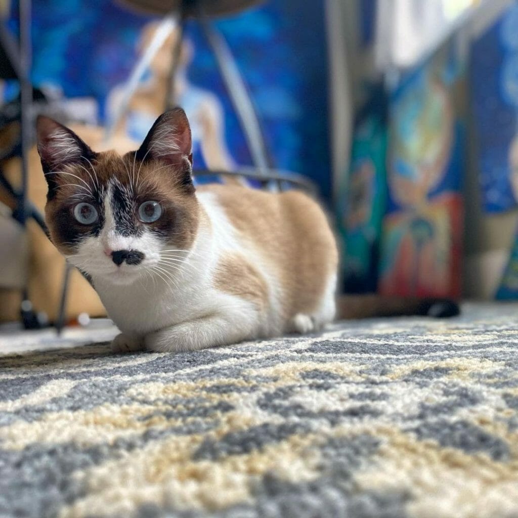 Snowshoe Cat 101 The Essential Guide MyMoggy