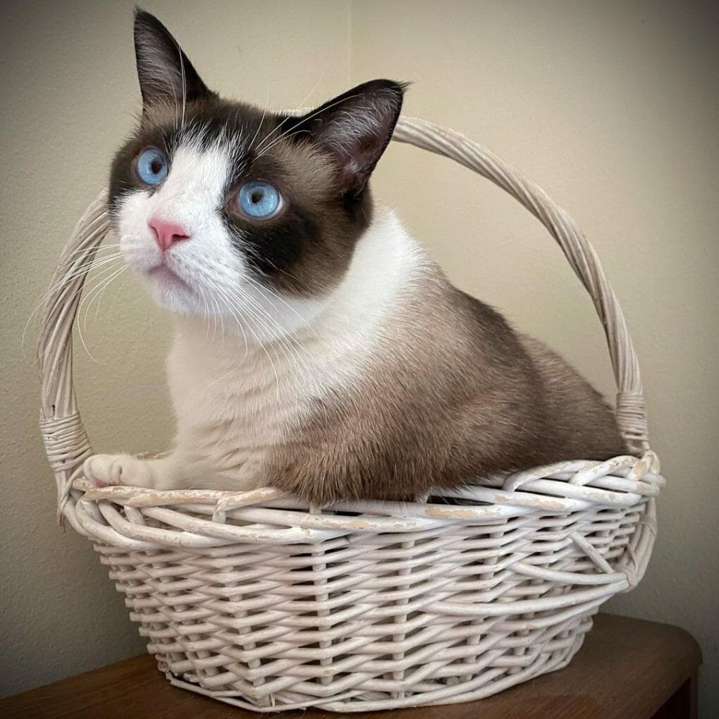 Snowshoe Cat 101 The Essential Guide MyMoggy