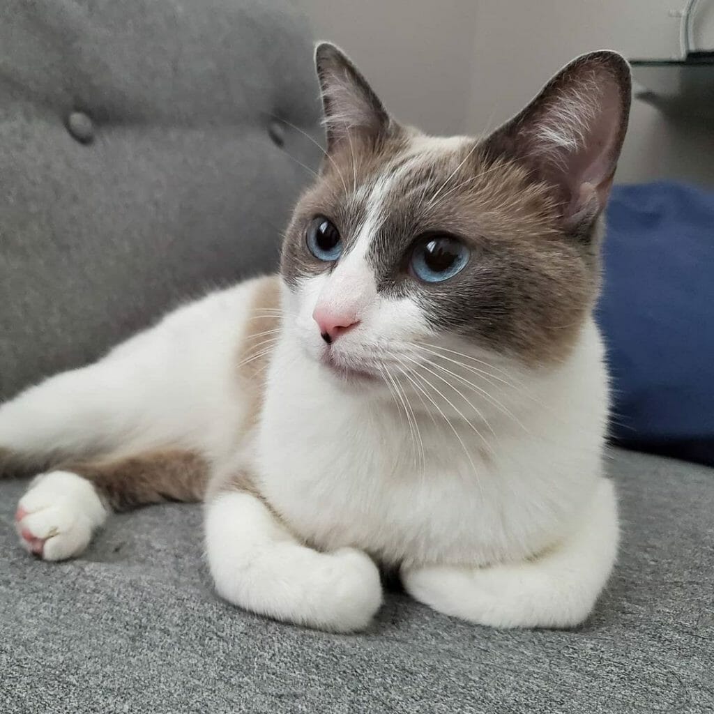 Are Snowshoe Cats Hypoallergenic? (8 Tips for Allergic Families) MyMoggy