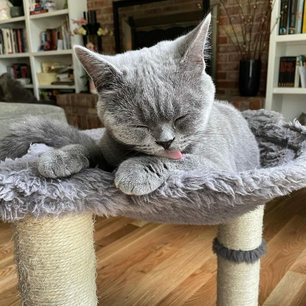 British Shorthair 101 The Essential Guide MyMoggy