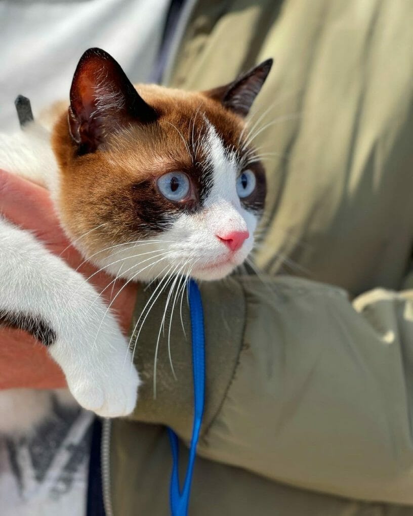 Are Snowshoe Cats Hypoallergenic? (8 Tips for Allergic Families) MyMoggy