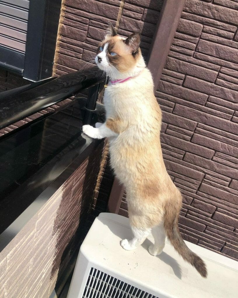 Are Snowshoe Cats Hypoallergenic? (8 Tips for Allergic Families) MyMoggy