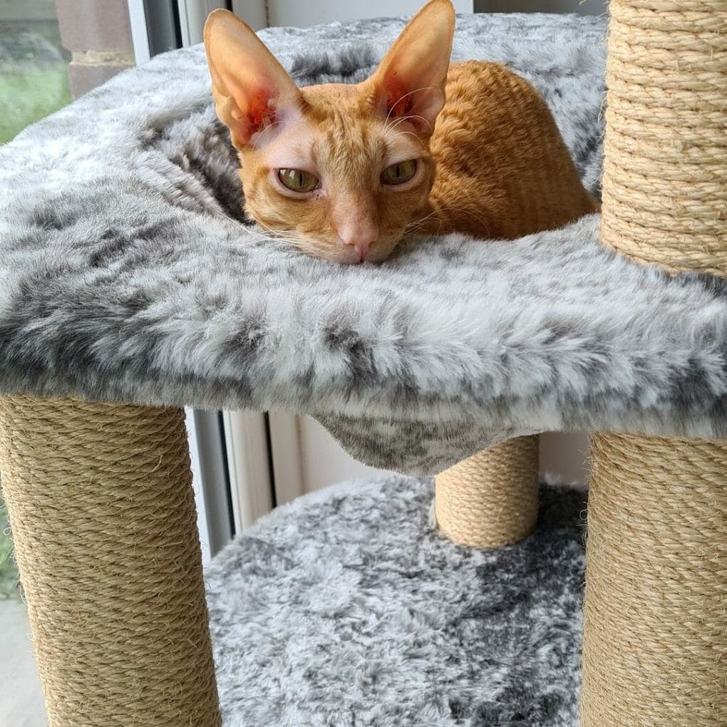 Cornish Rex 101 The Essential Guide MyMoggy
