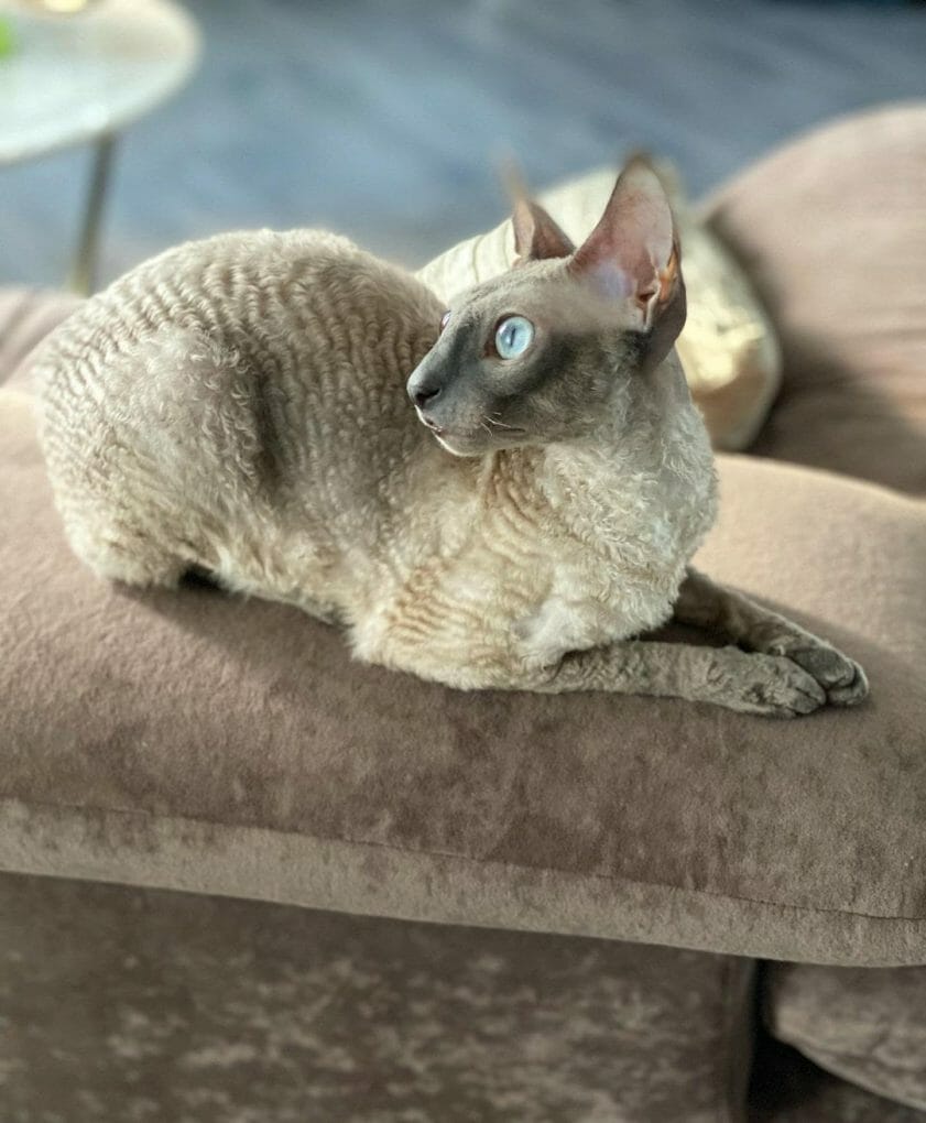 Cornish Rex 101 The Essential Guide MyMoggy