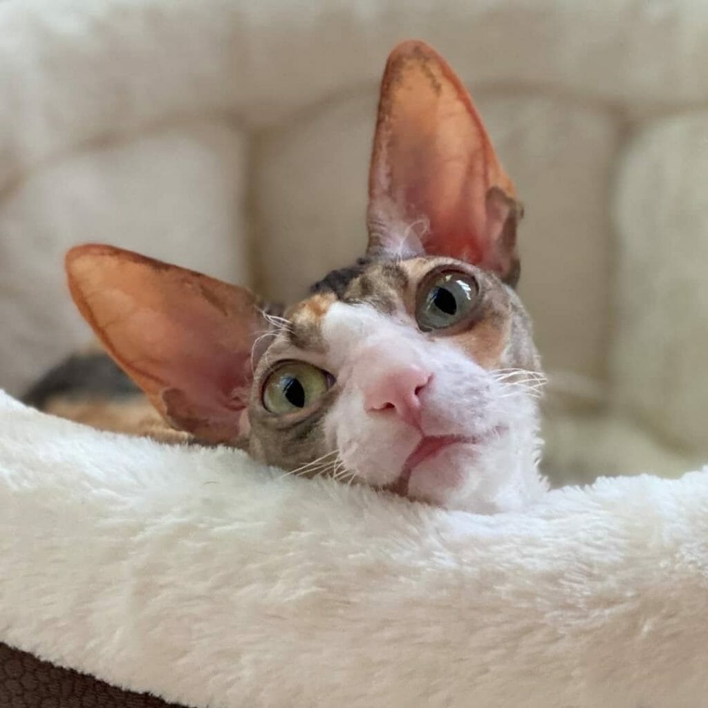 Are Cornish Rex Cats Affectionate? Personality & Traits MyMoggy