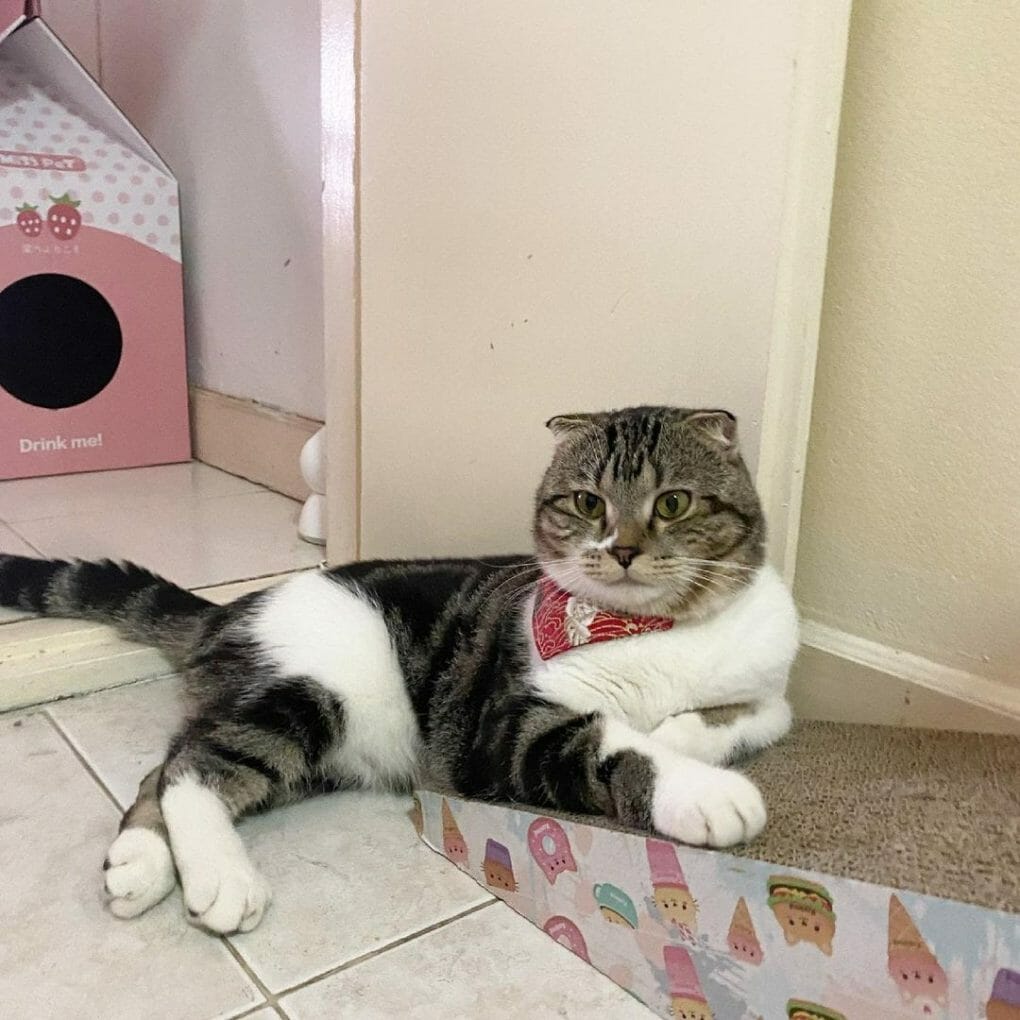 What Kind of Cat Has White Paws? 10 Remarkable Cats With White Socks.