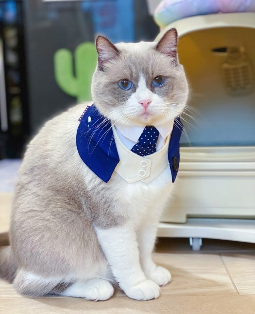 Are Snowshoe Cats Expensive? (3 Things to Know Before Purchasing) MyMoggy