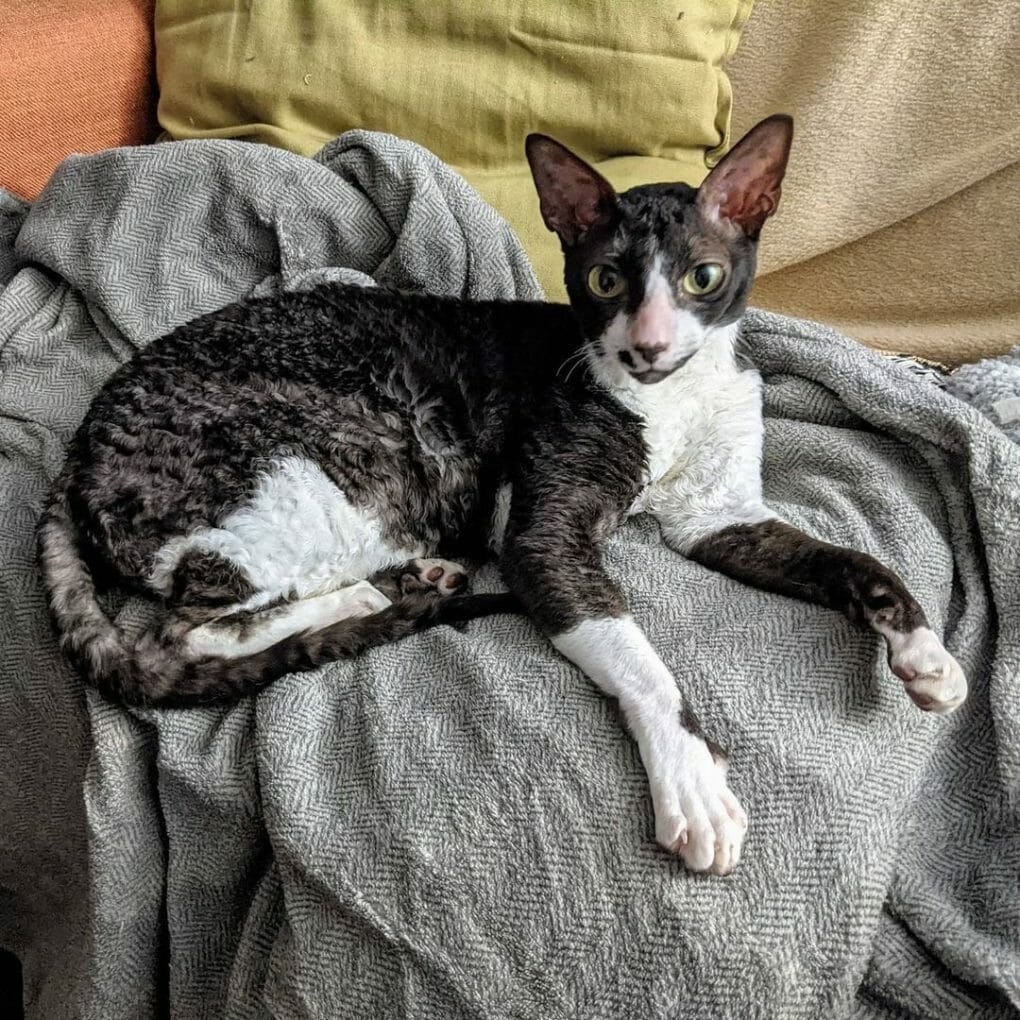 What Kind of Cat Has White Paws? 10 Remarkable Cats With White Socks.