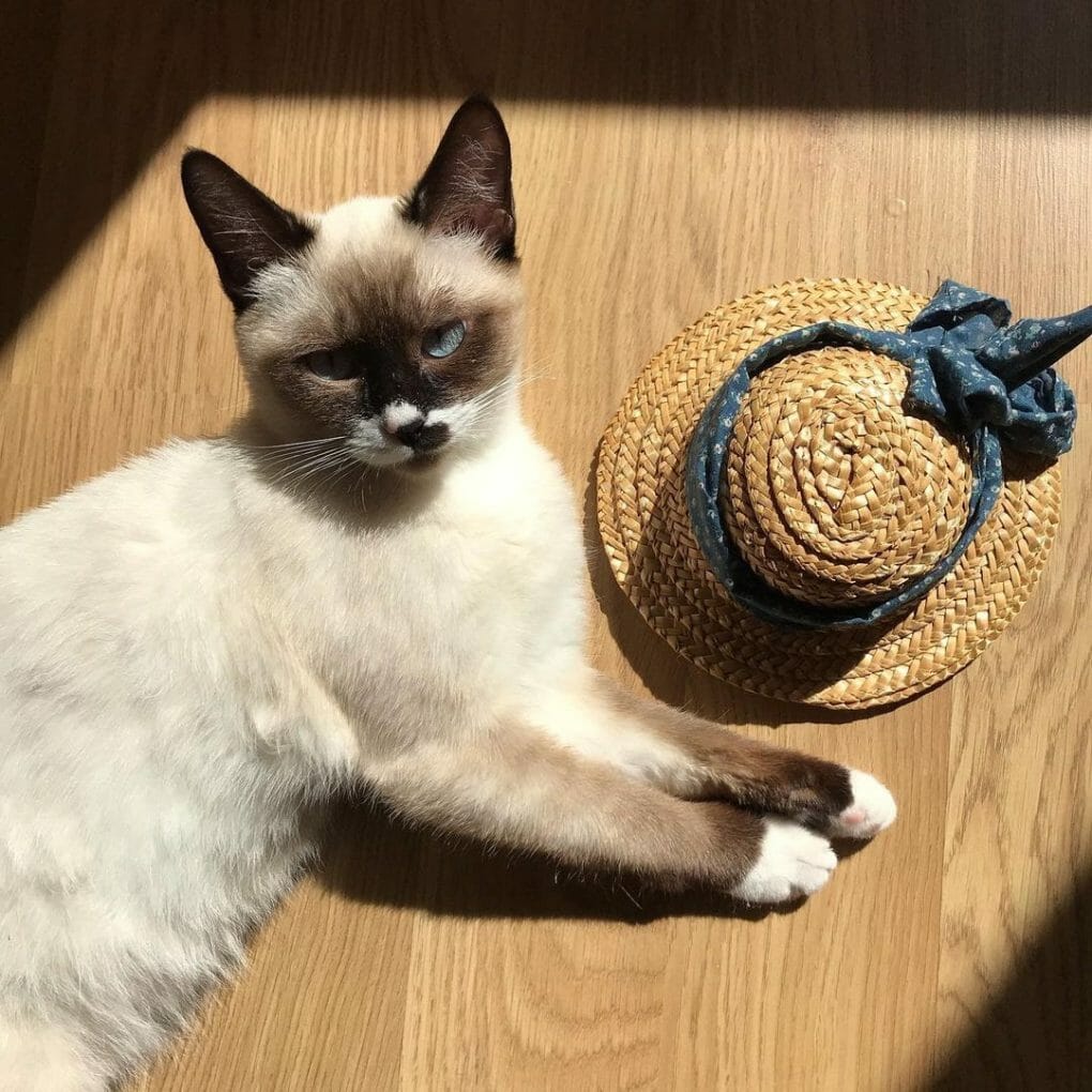 Are Snowshoe Cats Hypoallergenic? (8 Tips for Allergic Families) MyMoggy