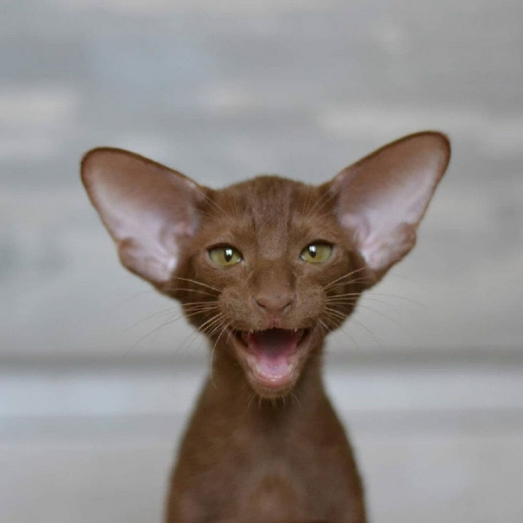 What Are Moggy Cats? Guide Into Owning One. MyMoggy