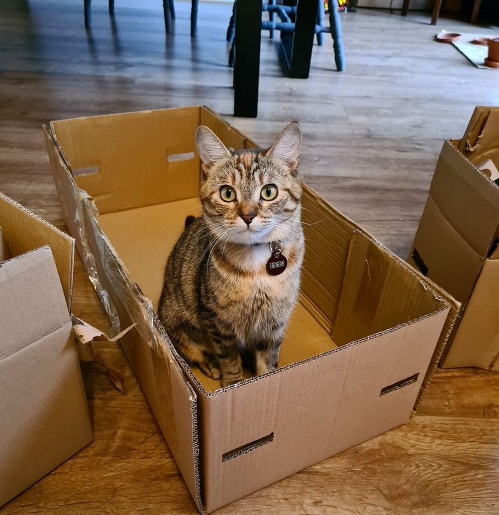 Why Are Cats Called Moggies? MyMoggy