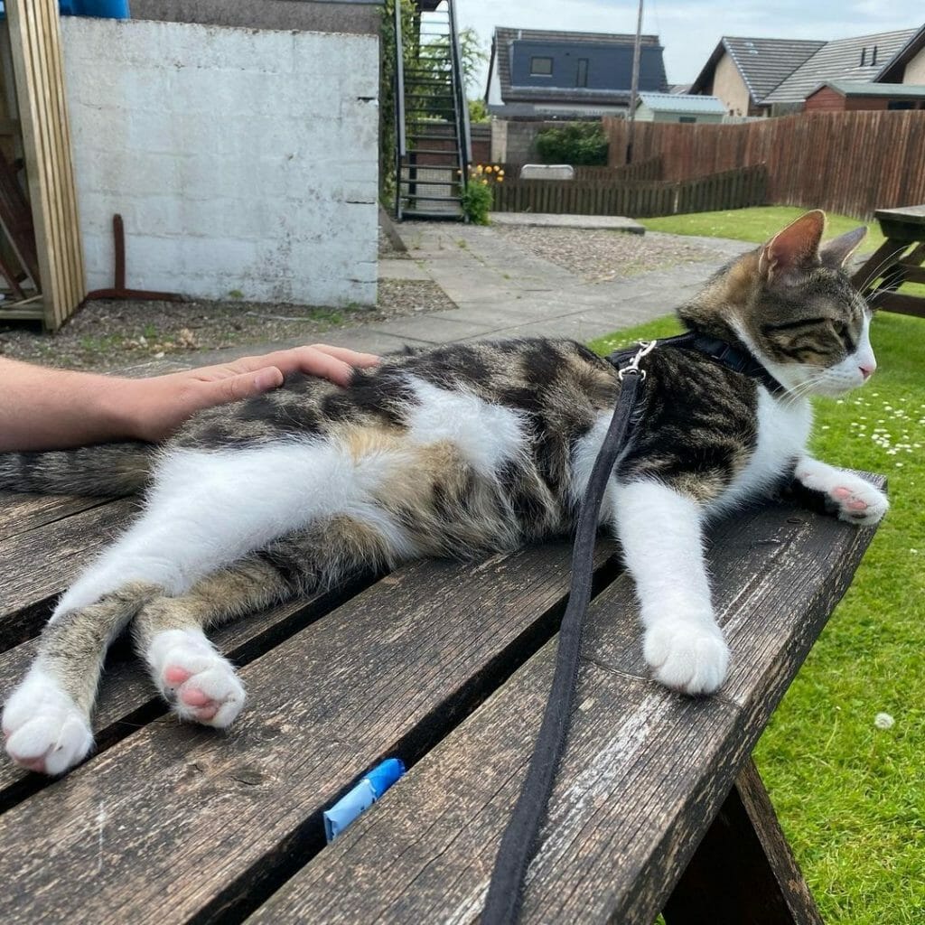 What Are Moggy Cats? Guide Into Owning One. MyMoggy