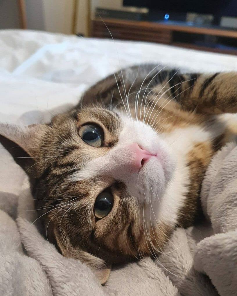 What Are Moggy Cats? Guide Into Owning One. MyMoggy