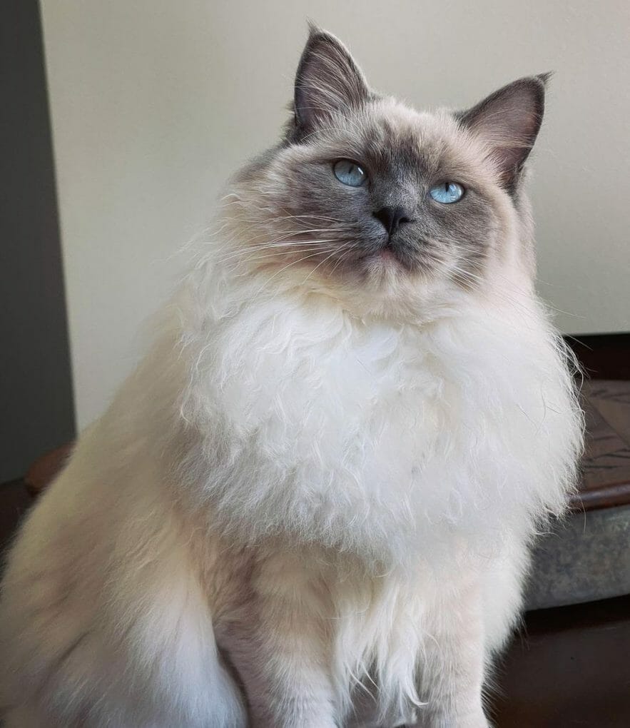 Siberian Cat vs Ragdoll Which Cat Should I Get? MyMoggy