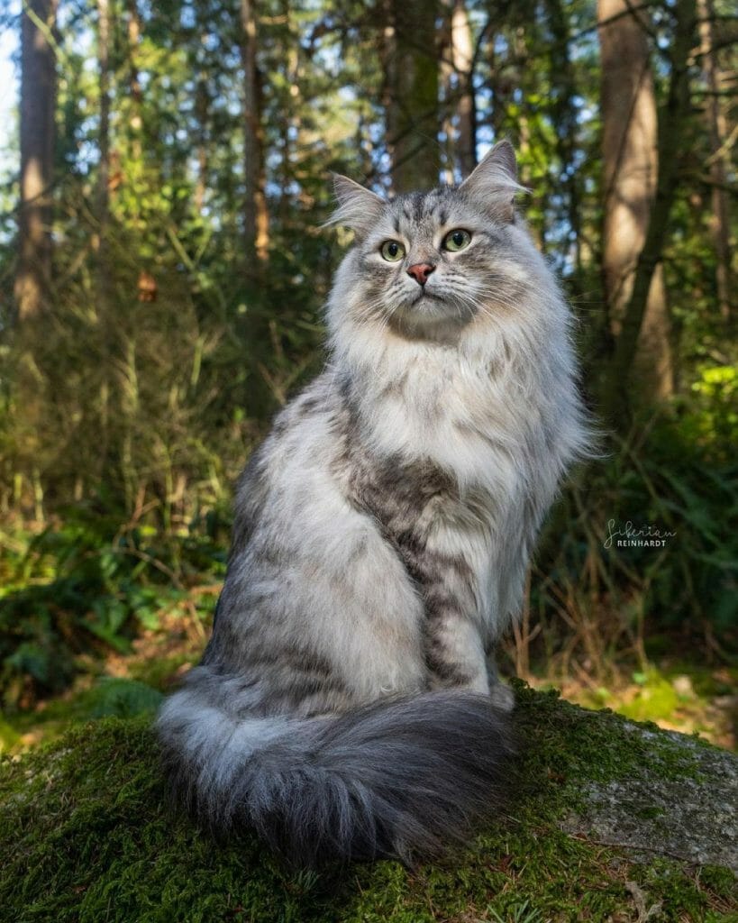 Siberian Cat vs Ragdoll Which Cat Should I Get? MyMoggy