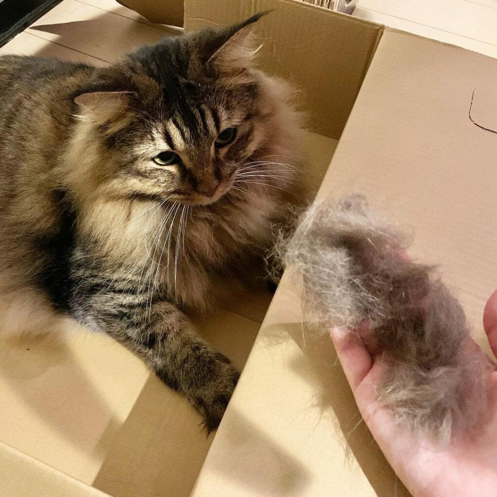 Siberian Cat vs Ragdoll Which Cat Should I Get? MyMoggy