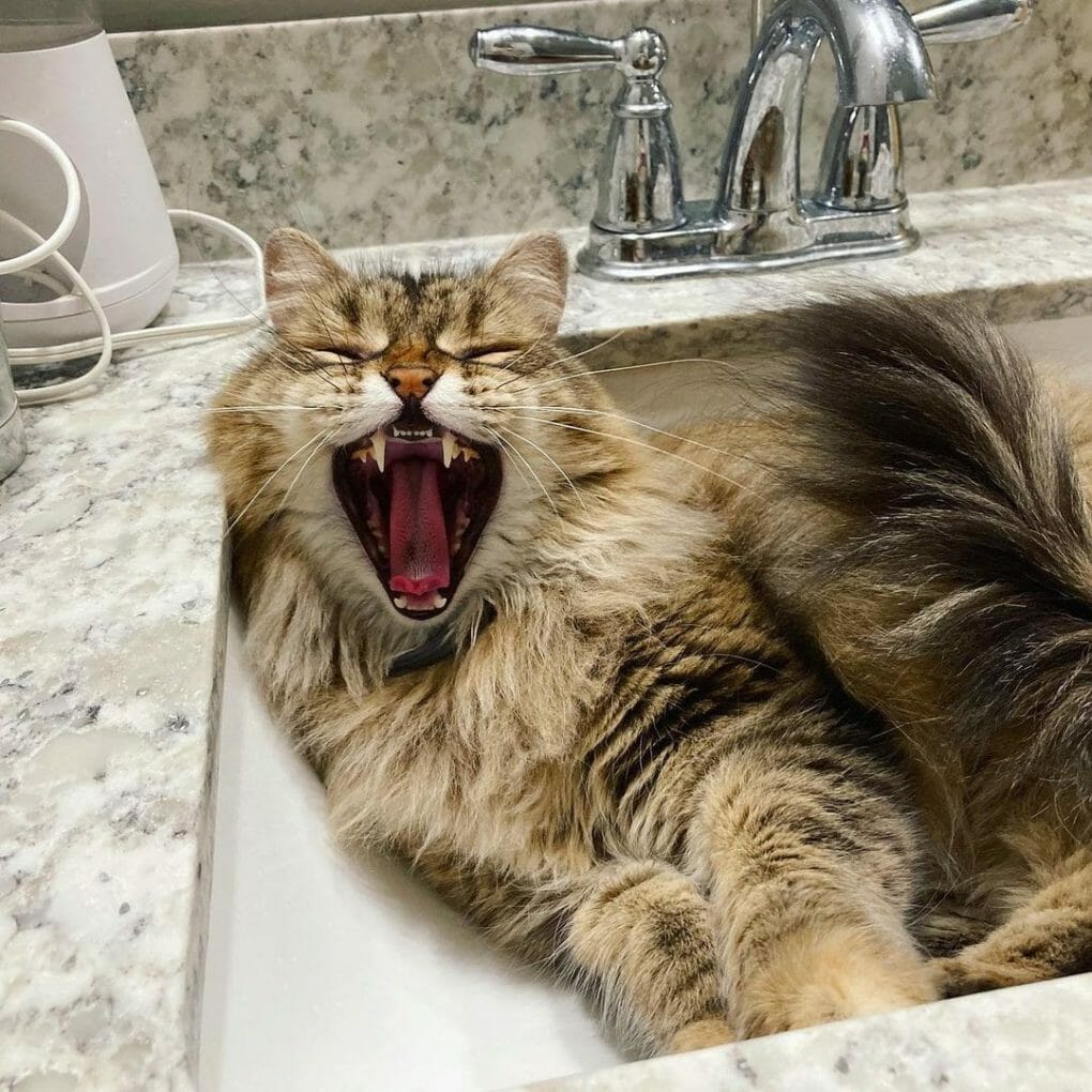 Siberian Cat vs Ragdoll Which Cat Should I Get? MyMoggy